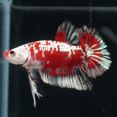 画像11: HMPK　レッドサムライ　代わり柄 (11)