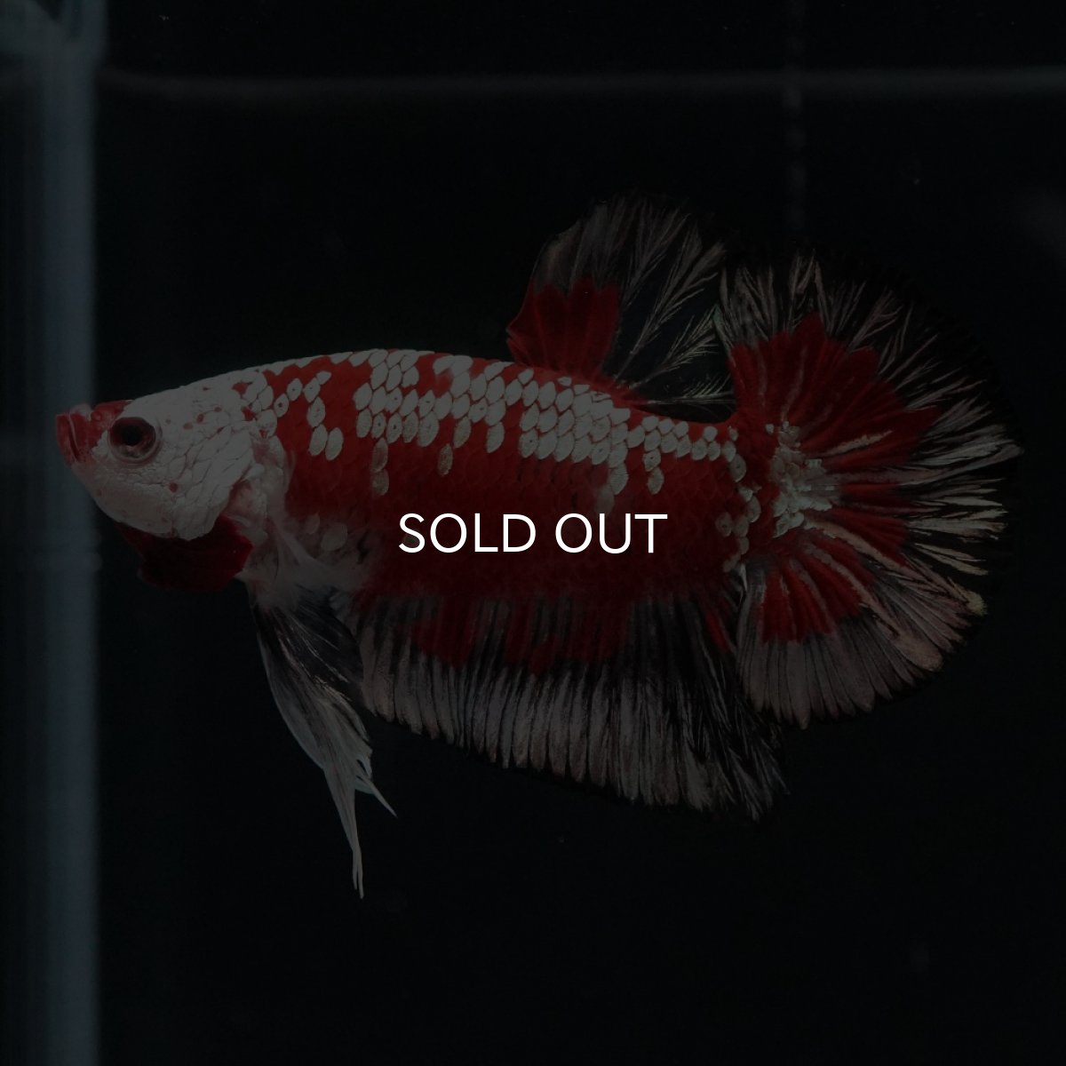 画像1: HMPK　レッドサムライ　代わり柄 (1)