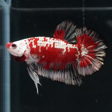 画像1: HMPK　レッドサムライ　代わり柄 (1)