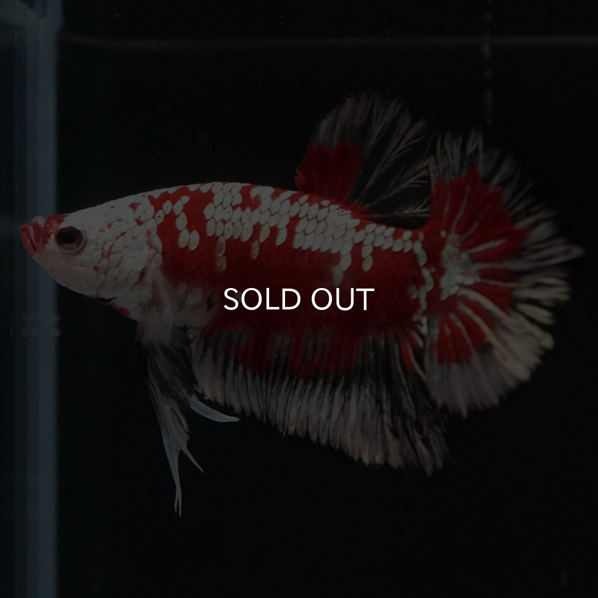 画像3: HMPK　レッドサムライ　代わり柄 (3)