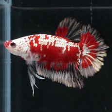 画像3: HMPK　レッドサムライ　代わり柄 (3)