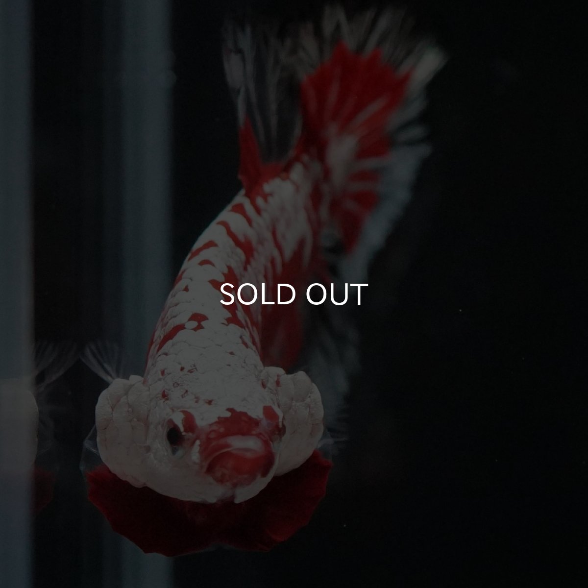 画像4: HMPK　レッドサムライ　代わり柄 (4)