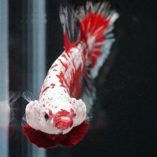 画像4: HMPK　レッドサムライ　代わり柄 (4)