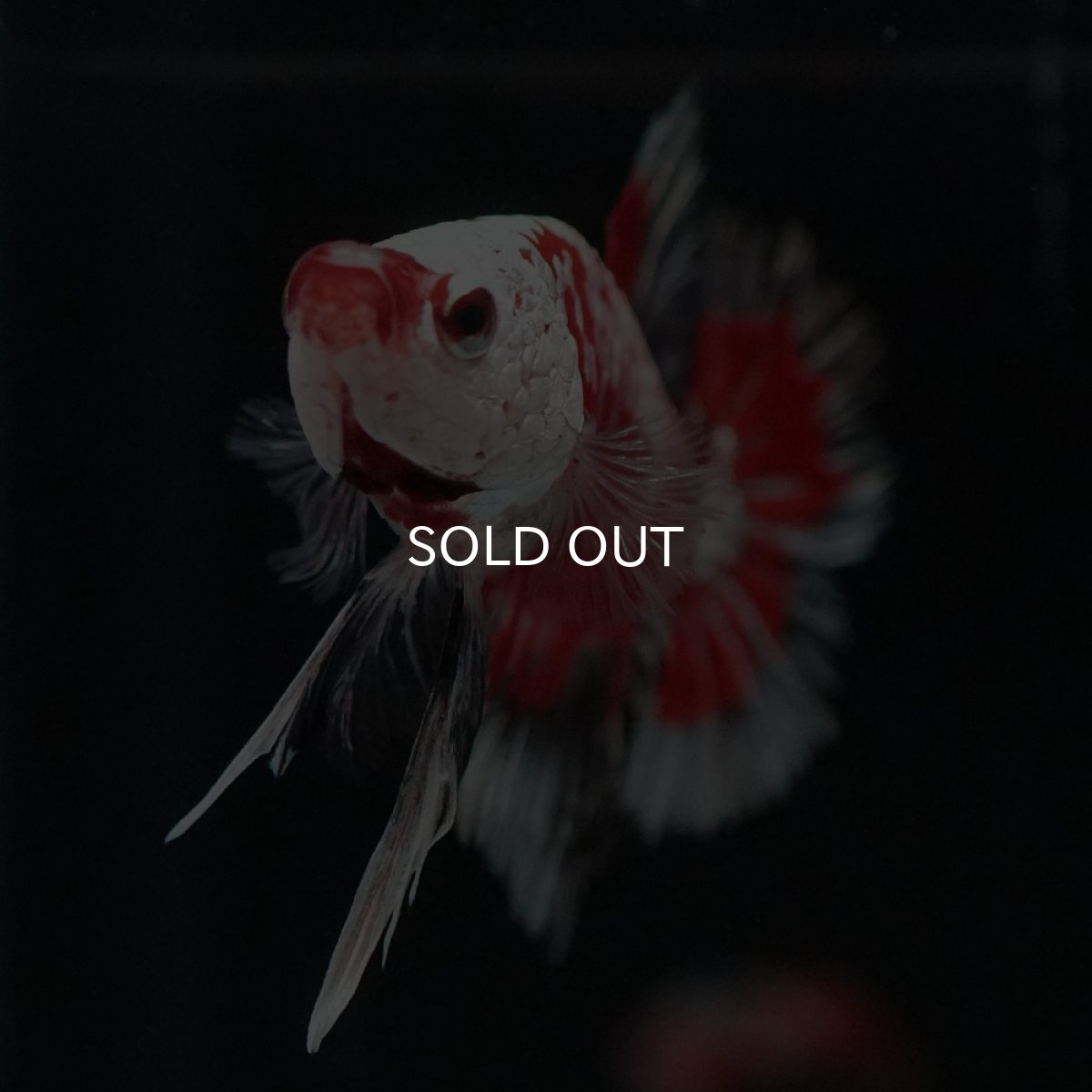 画像10: HMPK　レッドサムライ　代わり柄 (10)