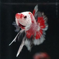 画像10: HMPK　レッドサムライ　代わり柄 (10)