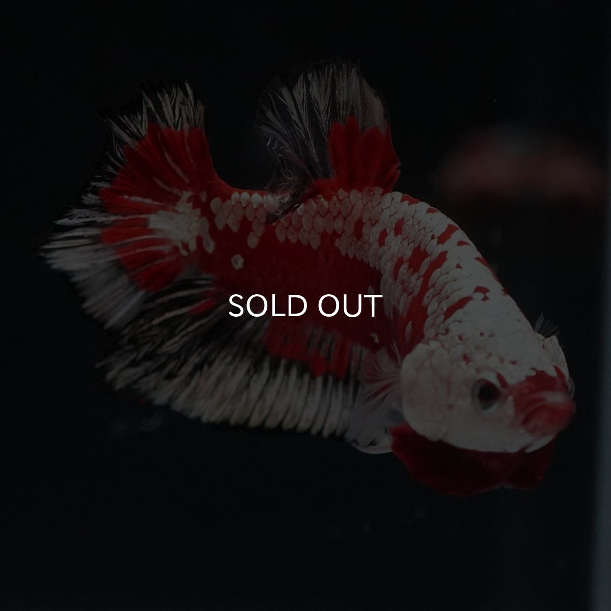 画像2: HMPK　レッドサムライ　代わり柄 (2)