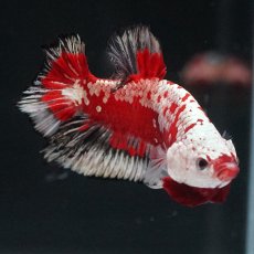 画像2: HMPK　レッドサムライ　代わり柄 (2)