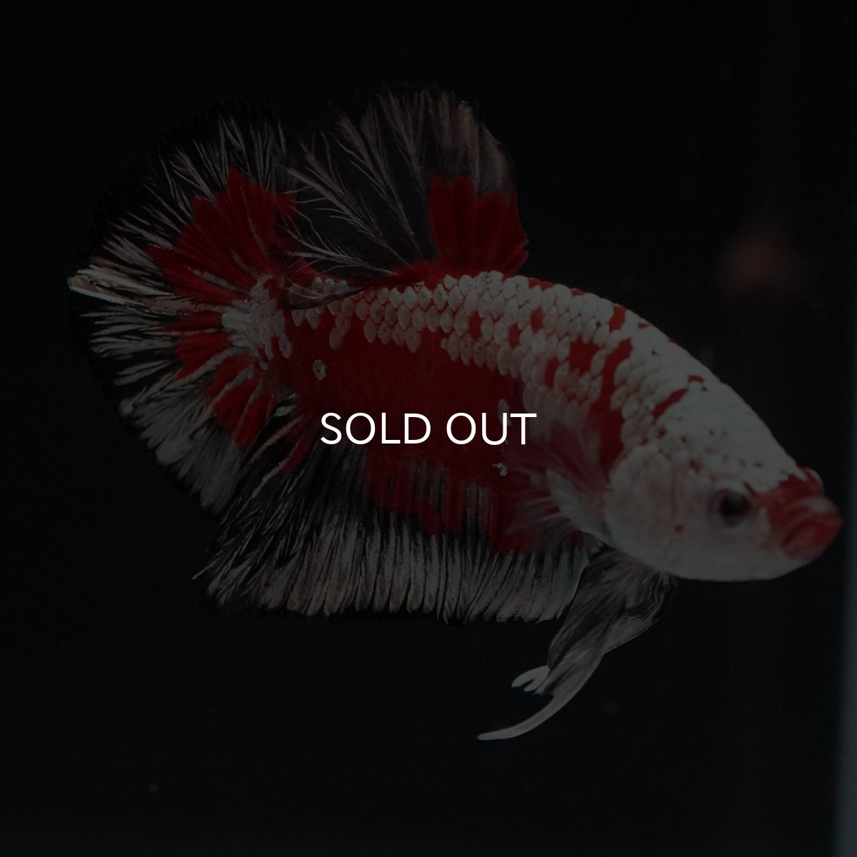 画像9: HMPK　レッドサムライ　代わり柄 (9)