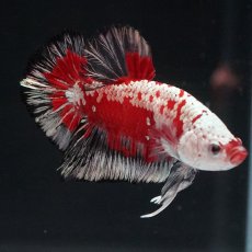 画像9: HMPK　レッドサムライ　代わり柄 (9)