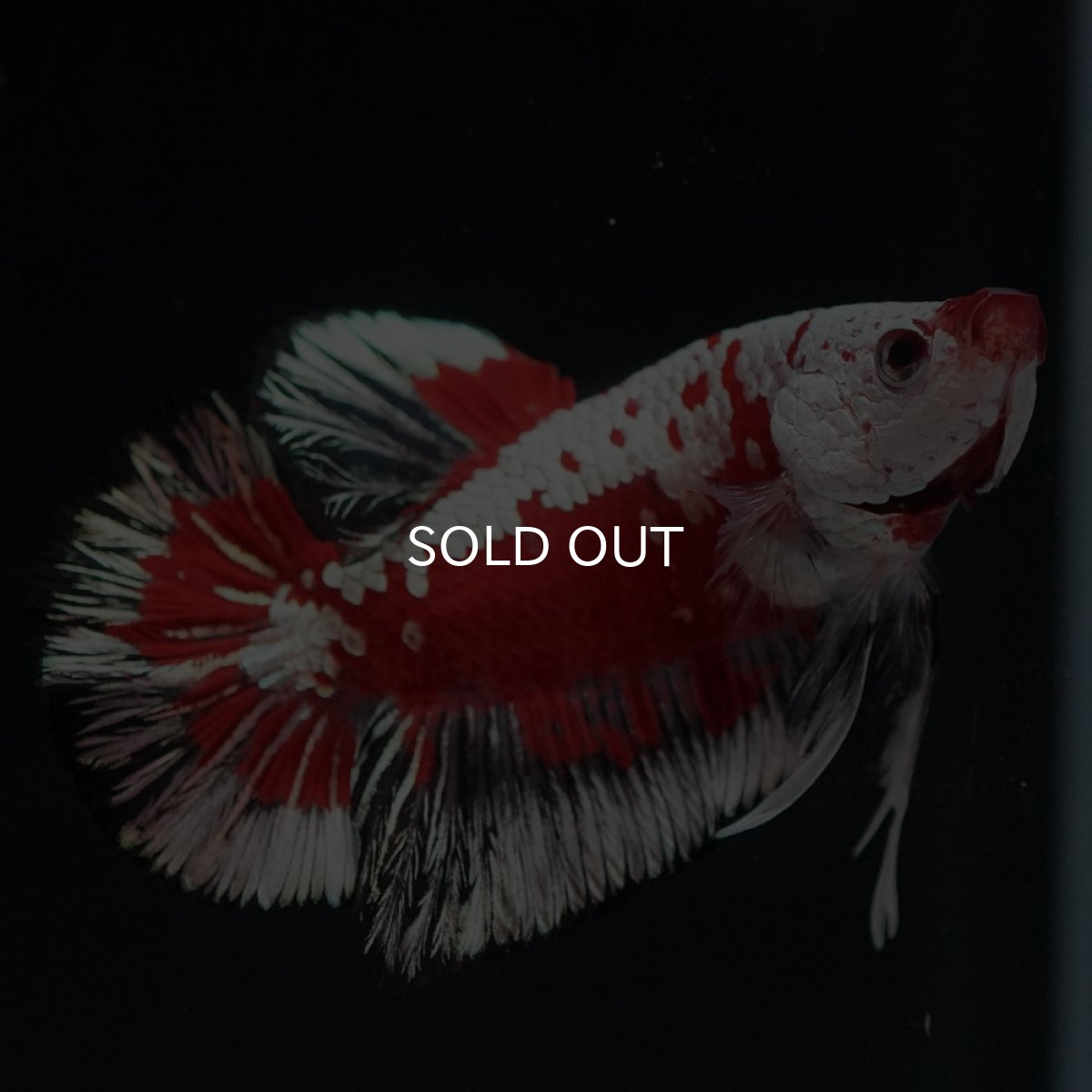 画像8: HMPK　レッドサムライ　代わり柄 (8)