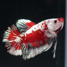 画像8: HMPK　レッドサムライ　代わり柄 (8)