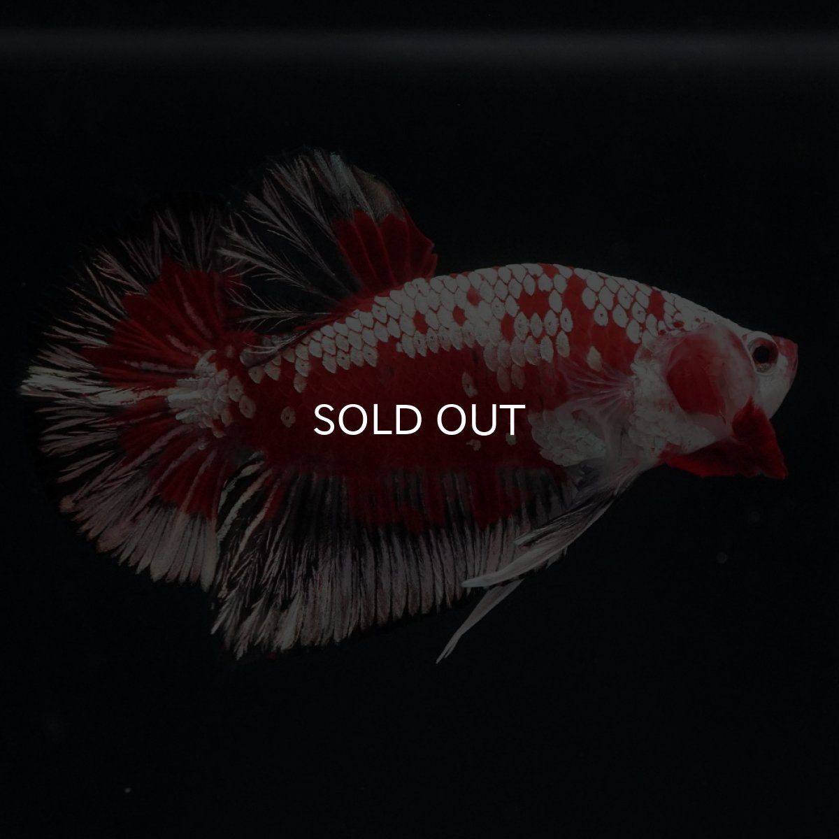 画像7: HMPK　レッドサムライ　代わり柄 (7)