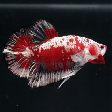 画像7: HMPK　レッドサムライ　代わり柄 (7)