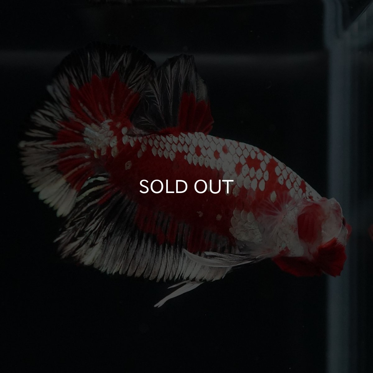 画像6: HMPK　レッドサムライ　代わり柄 (6)