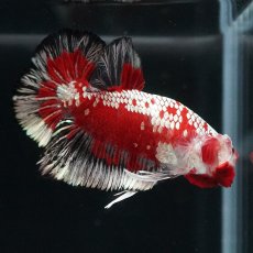 画像6: HMPK　レッドサムライ　代わり柄 (6)