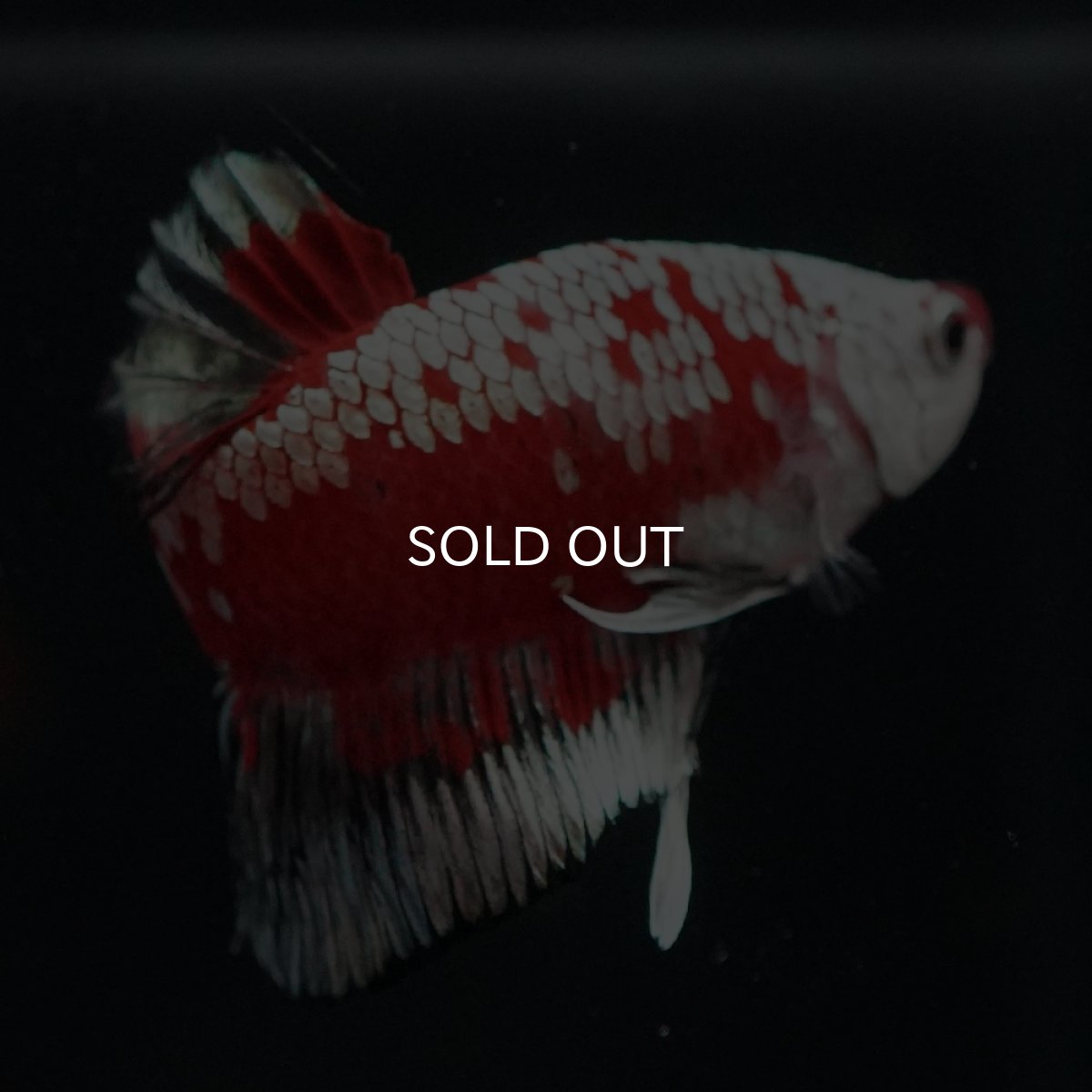 画像5: HMPK　レッドサムライ　代わり柄 (5)