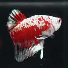 画像5: HMPK　レッドサムライ　代わり柄 (5)