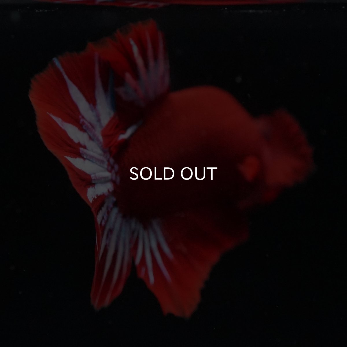 画像16: HMPK　ヘルボーイ (16)