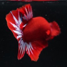 画像16: HMPK　ヘルボーイ (16)