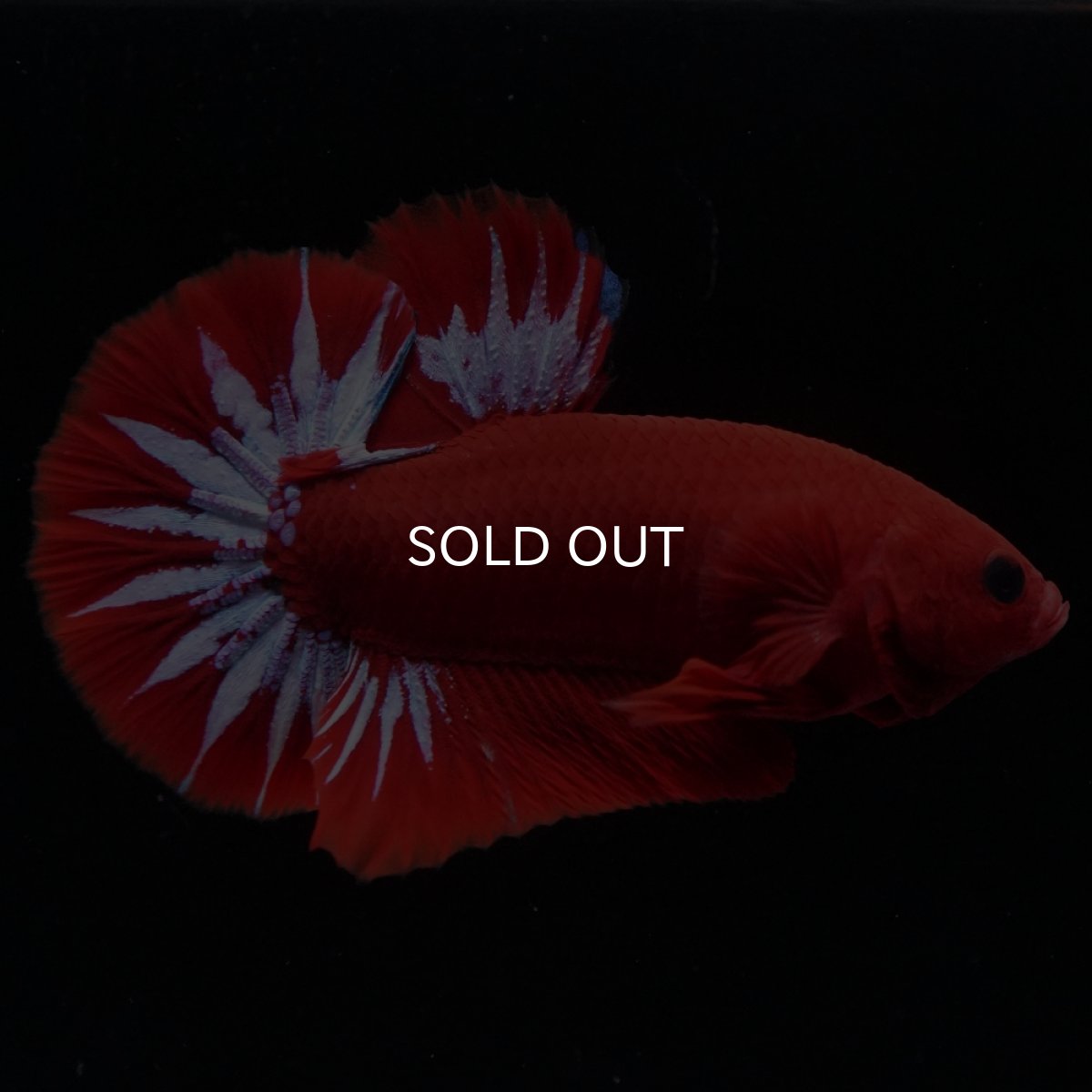 画像2: HMPK　ヘルボーイ (2)