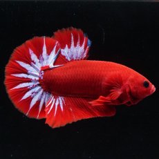 画像2: HMPK　ヘルボーイ (2)