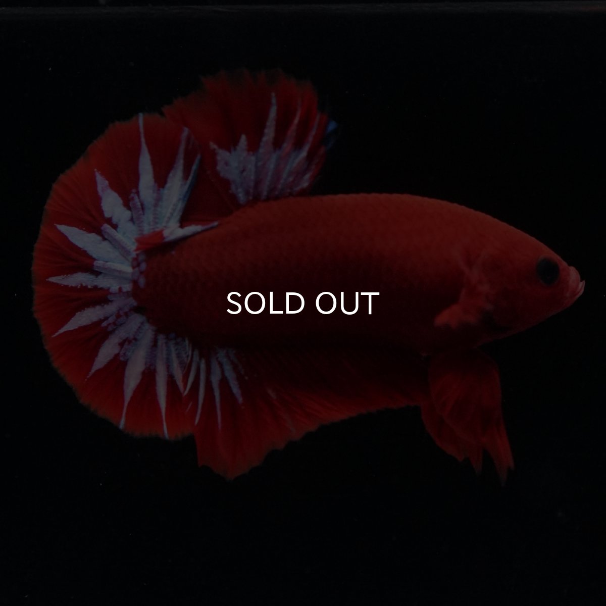 画像15: HMPK　ヘルボーイ (15)