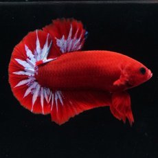 画像15: HMPK　ヘルボーイ (15)