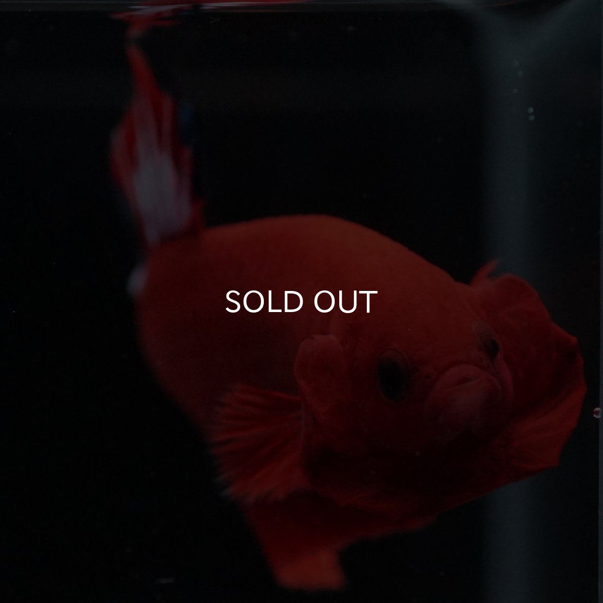 画像14: HMPK　ヘルボーイ (14)