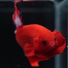 画像14: HMPK　ヘルボーイ (14)