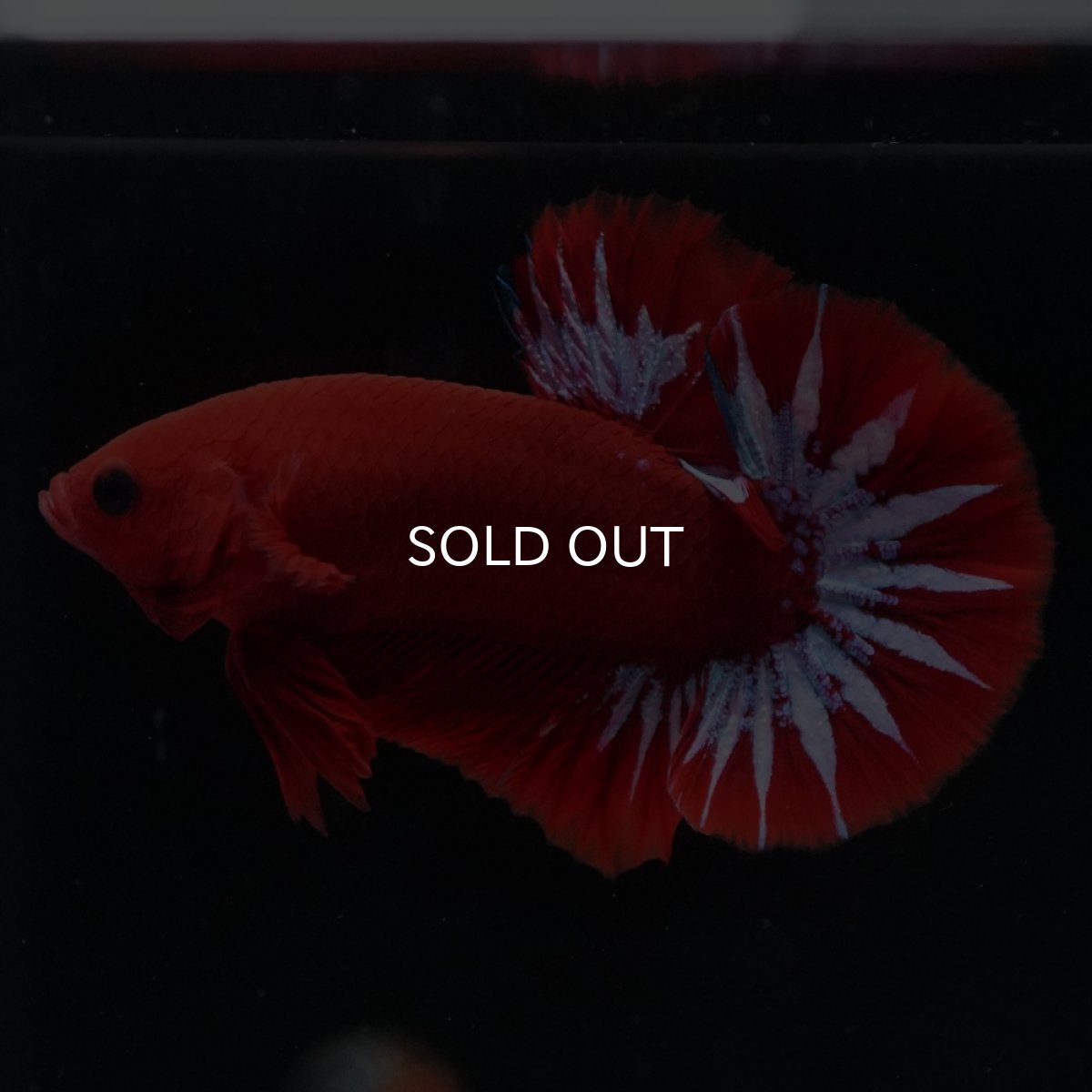 画像1: HMPK　ヘルボーイ (1)