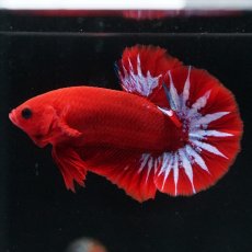 画像1: HMPK　ヘルボーイ (1)