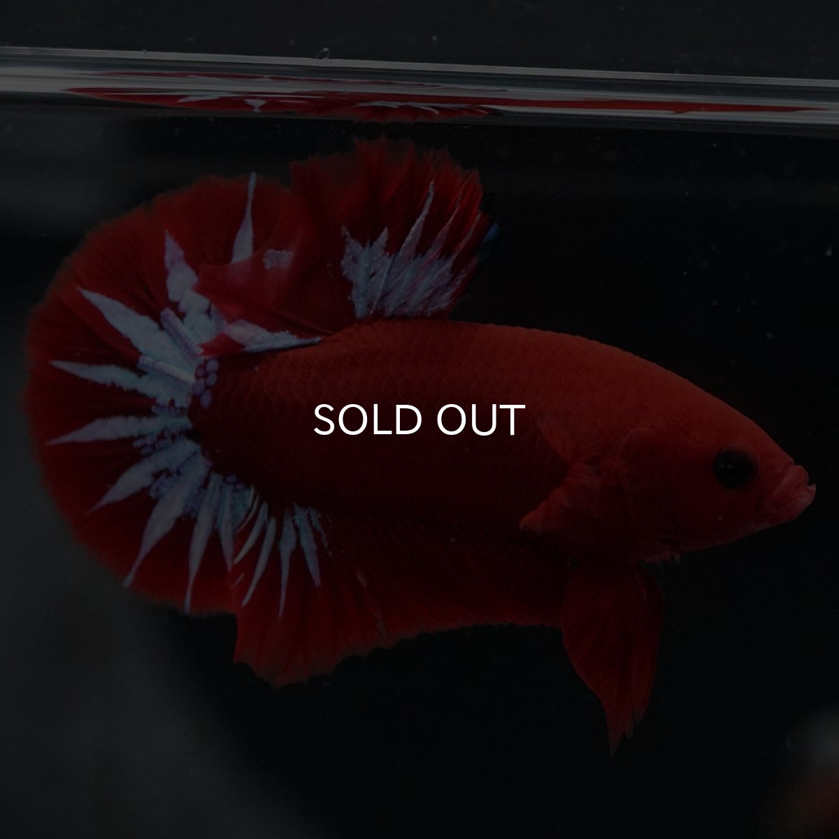 画像13: HMPK　ヘルボーイ (13)