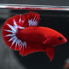 画像13: HMPK　ヘルボーイ (13)