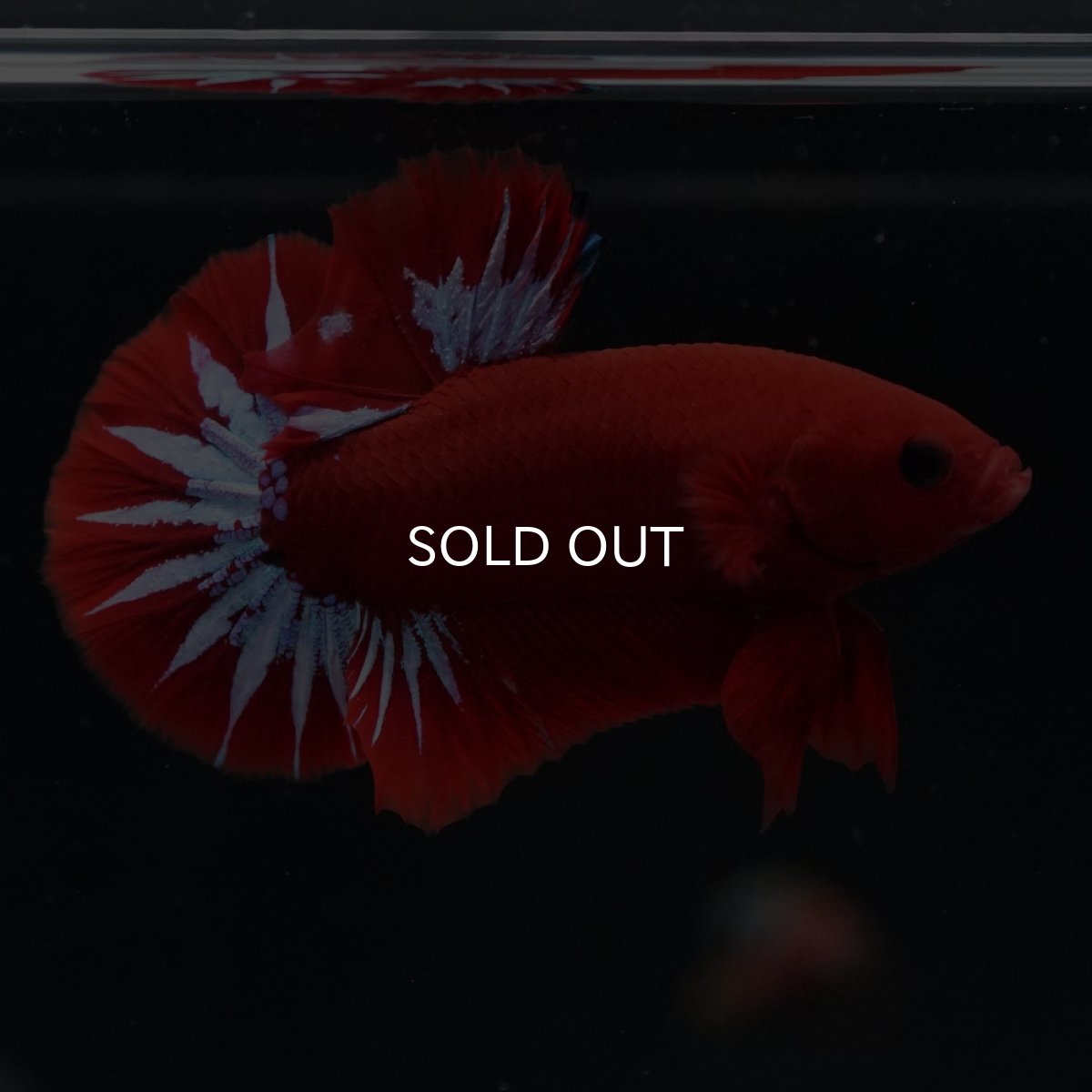 画像12: HMPK　ヘルボーイ (12)