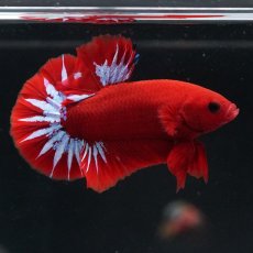 画像12: HMPK　ヘルボーイ (12)