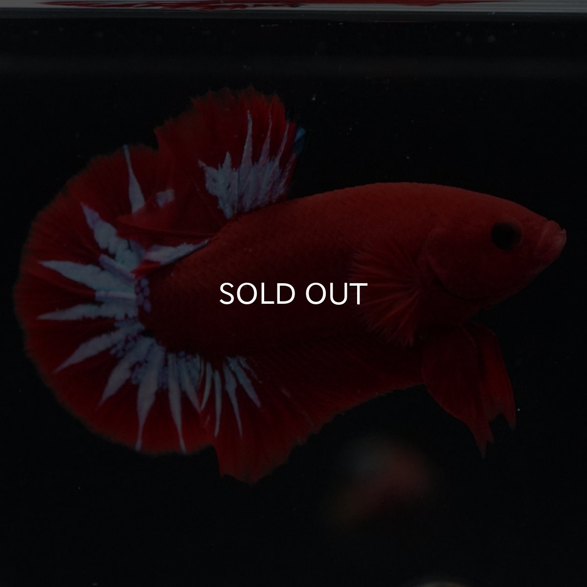 画像11: HMPK　ヘルボーイ (11)