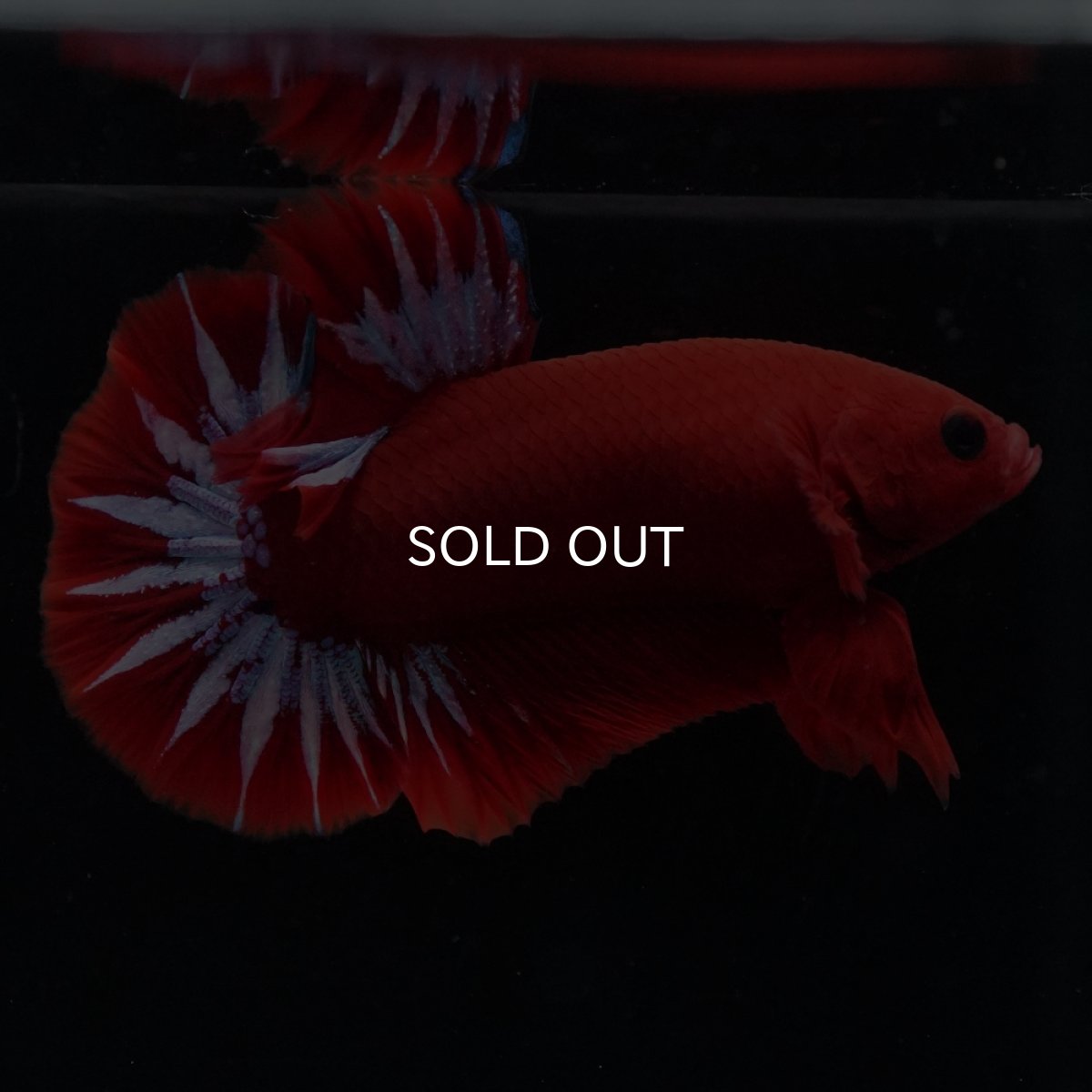 画像10: HMPK　ヘルボーイ (10)