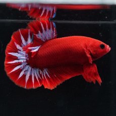 画像10: HMPK　ヘルボーイ (10)