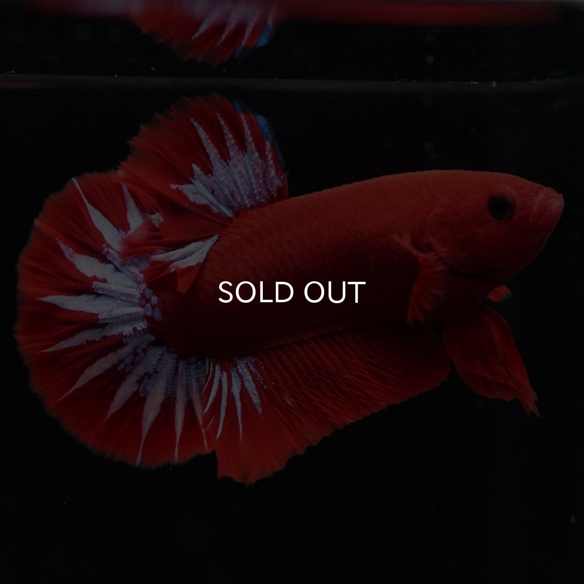 画像9: HMPK　ヘルボーイ (9)