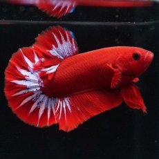 画像9: HMPK　ヘルボーイ (9)