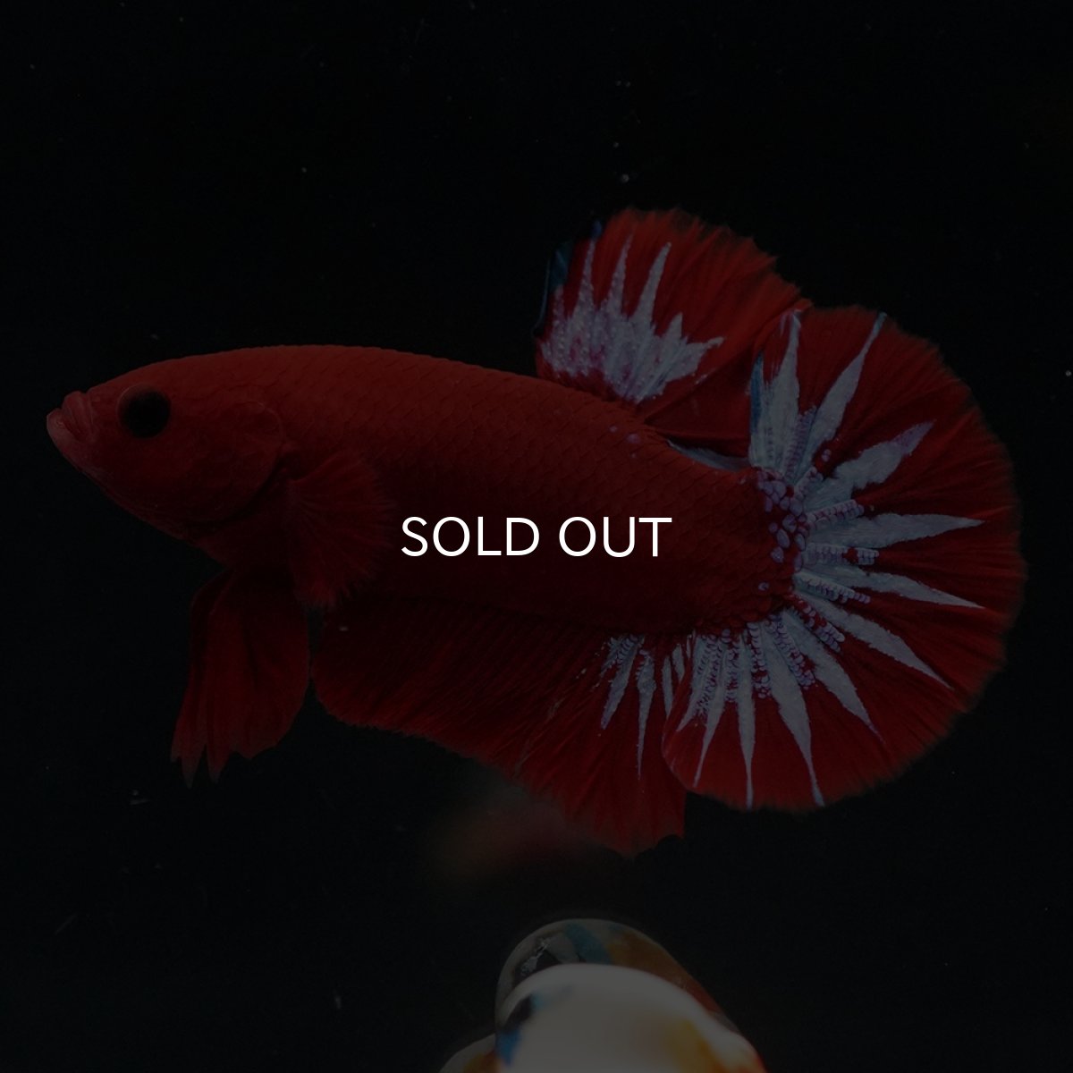 画像3: HMPK　ヘルボーイ (3)