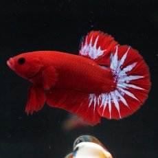 画像3: HMPK　ヘルボーイ (3)