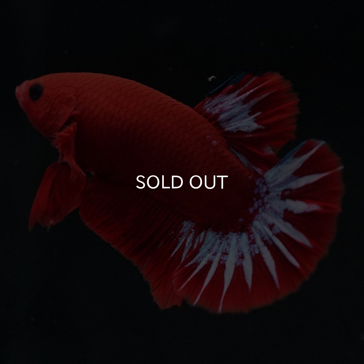 画像8: HMPK　ヘルボーイ (8)