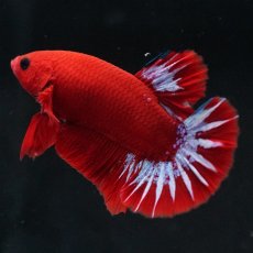 画像8: HMPK　ヘルボーイ (8)