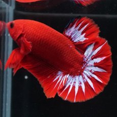 画像7: HMPK　ヘルボーイ (7)