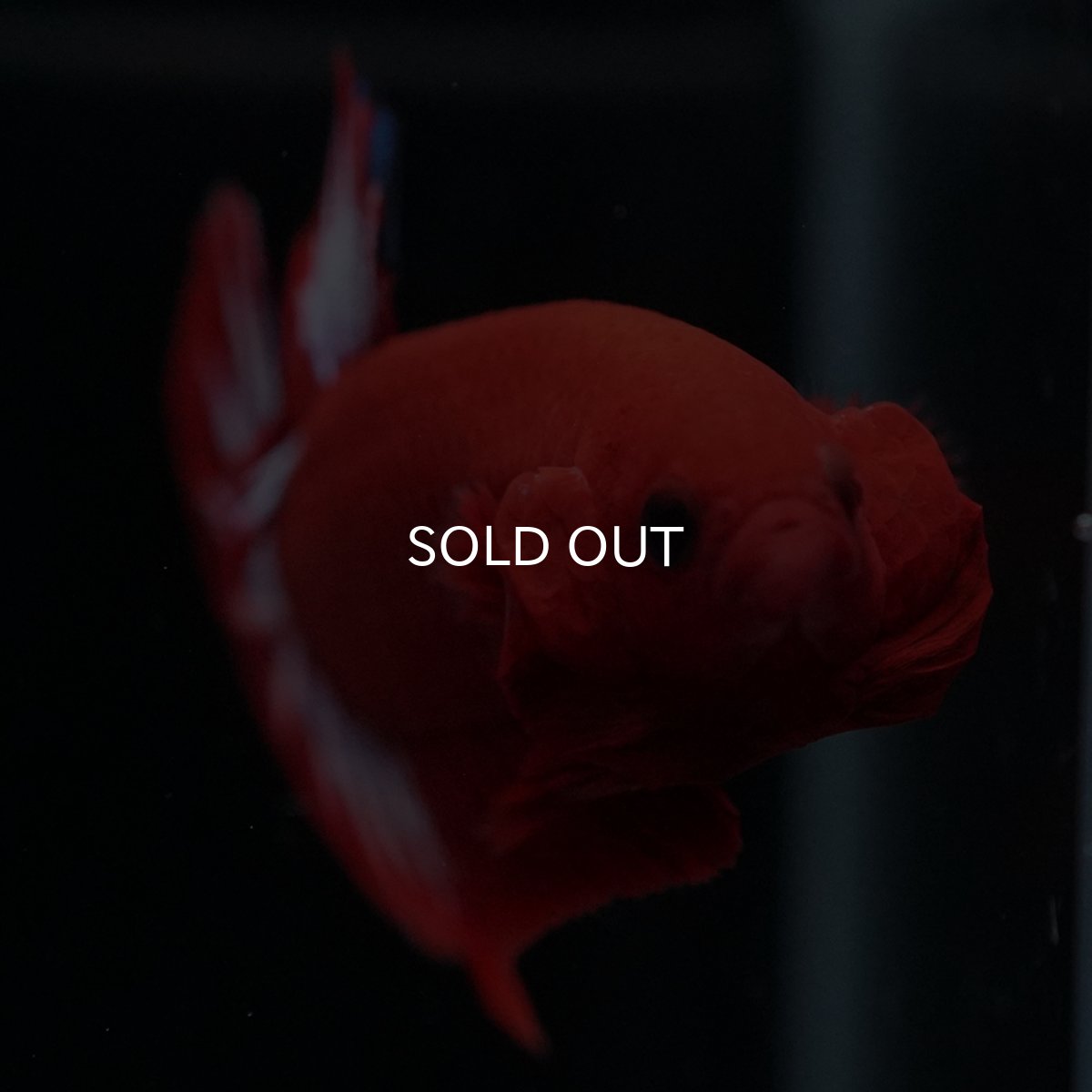 画像6: HMPK　ヘルボーイ (6)