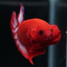 画像6: HMPK　ヘルボーイ (6)