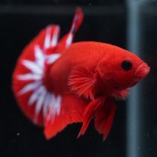 画像5: HMPK　ヘルボーイ (5)