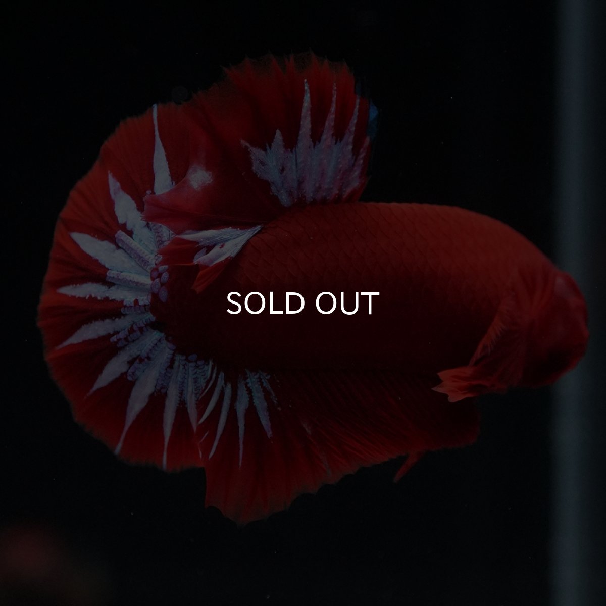 画像4: HMPK　ヘルボーイ (4)