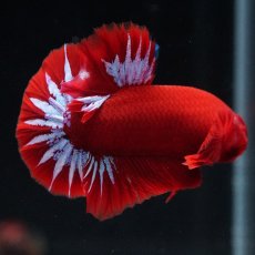 画像4: HMPK　ヘルボーイ (4)